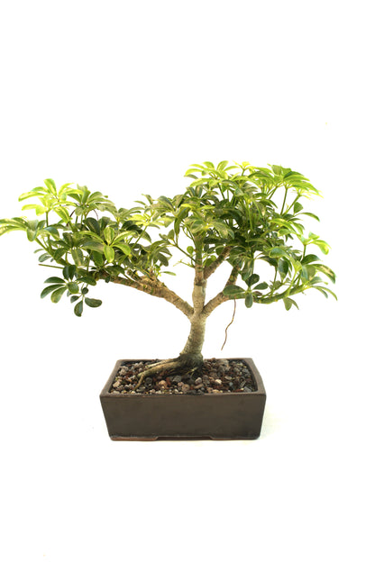 Schefflera Dwarf Bonsai Ceramic 7.5" Pot - One of a Kind Bonsai