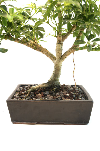 Schefflera Dwarf Bonsai Ceramic 7.5" Pot - One of a Kind Bonsai