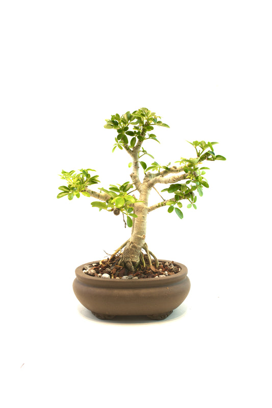 Schefflera Dwarf Bonsai Ceramic 6.5" Pot - One of a Kind Bonsai