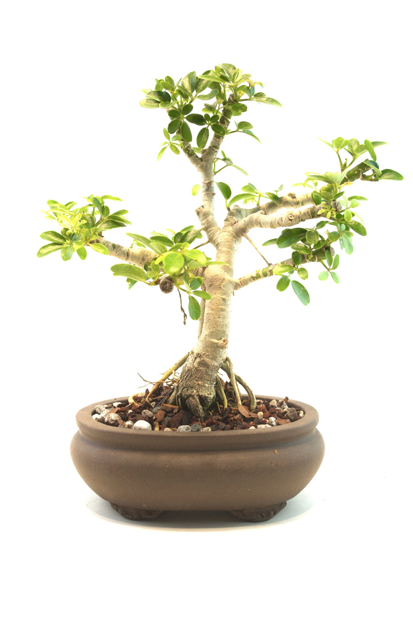 Schefflera Dwarf Bonsai Ceramic 6.5" Pot - One of a Kind Bonsai