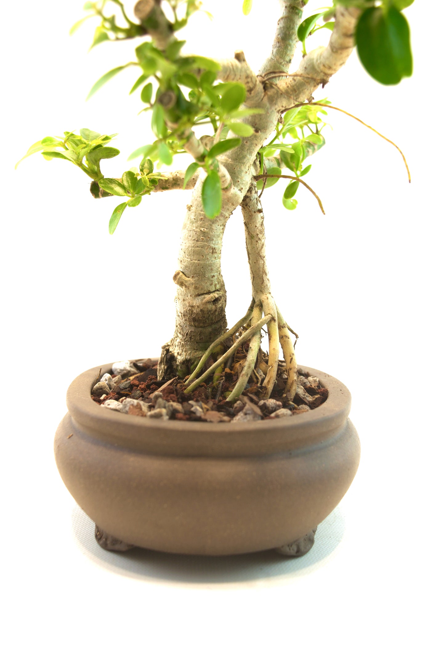 Schefflera Dwarf Bonsai Ceramic 6.5" Pot - One of a Kind Bonsai