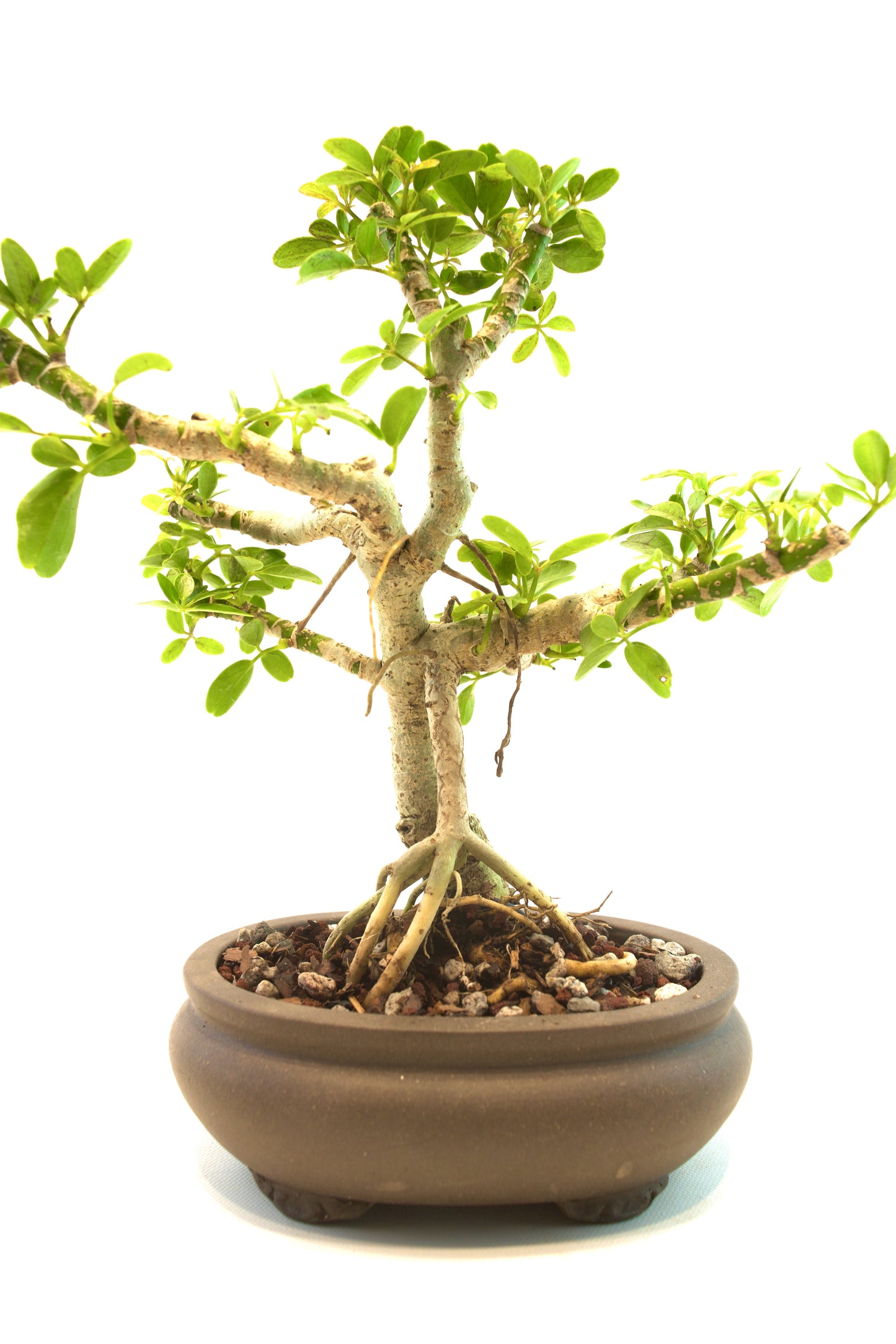 Schefflera Dwarf Bonsai Ceramic 6.5" Pot - One of a Kind Bonsai