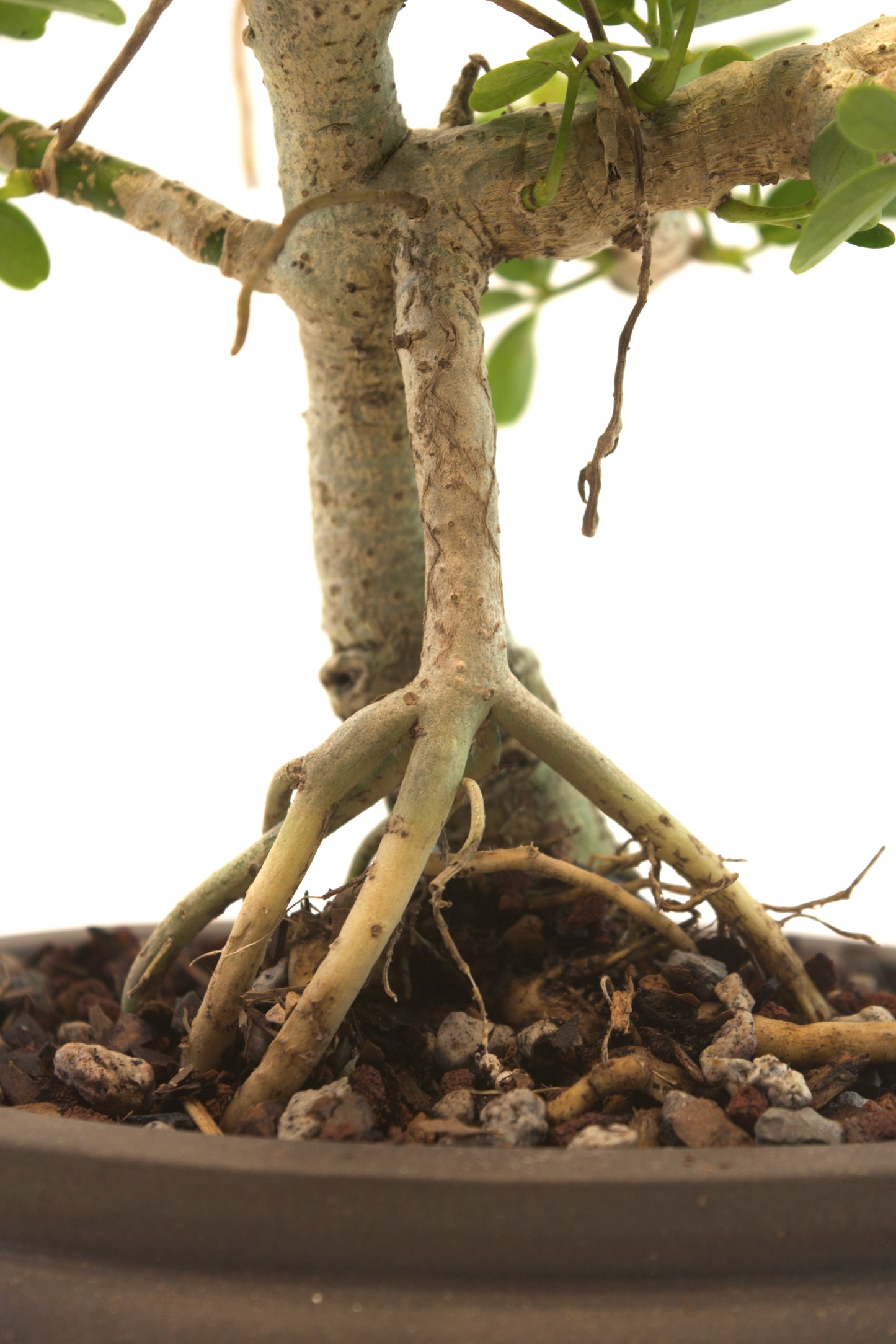 Schefflera Dwarf Bonsai Ceramic 6.5" Pot - One of a Kind Bonsai