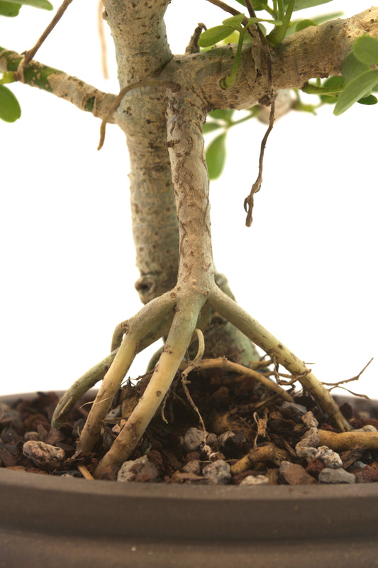 Schefflera Dwarf Bonsai Ceramic 6.5" Pot - One of a Kind Bonsai