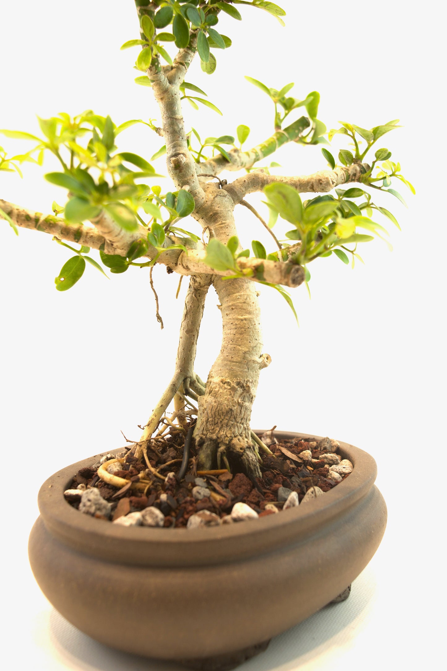 Schefflera Dwarf Bonsai Ceramic 6.5" Pot - One of a Kind Bonsai