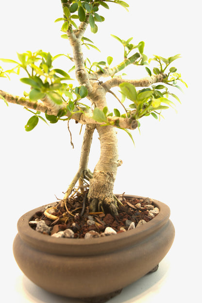 Schefflera Dwarf Bonsai Ceramic 6.5" Pot - One of a Kind Bonsai