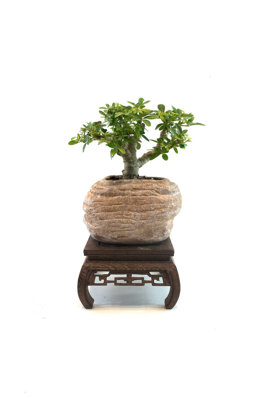 Schefflera Dwarf Bonsai Ceramic 6" Pot - One of a Kind Bonsai
