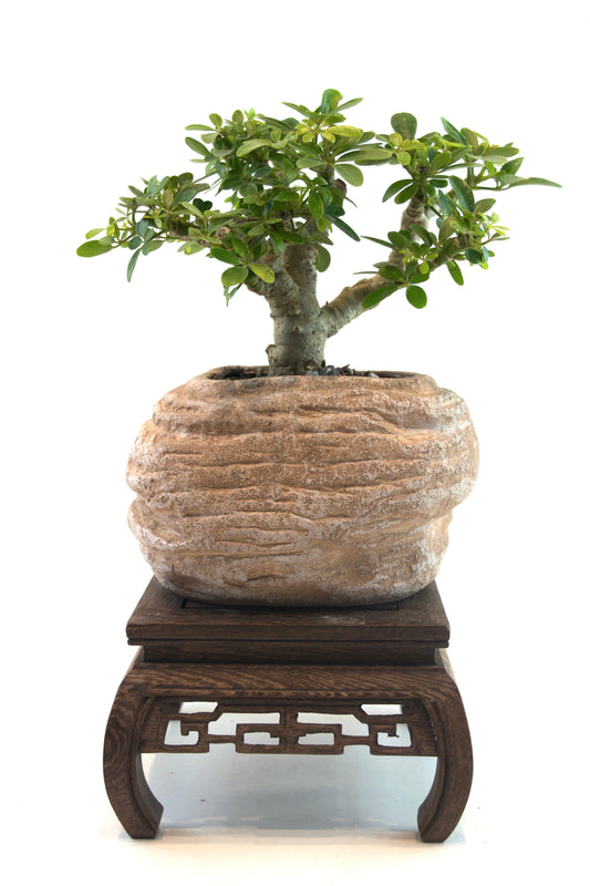 Schefflera Dwarf Bonsai Ceramic 6" Pot - One of a Kind Bonsai