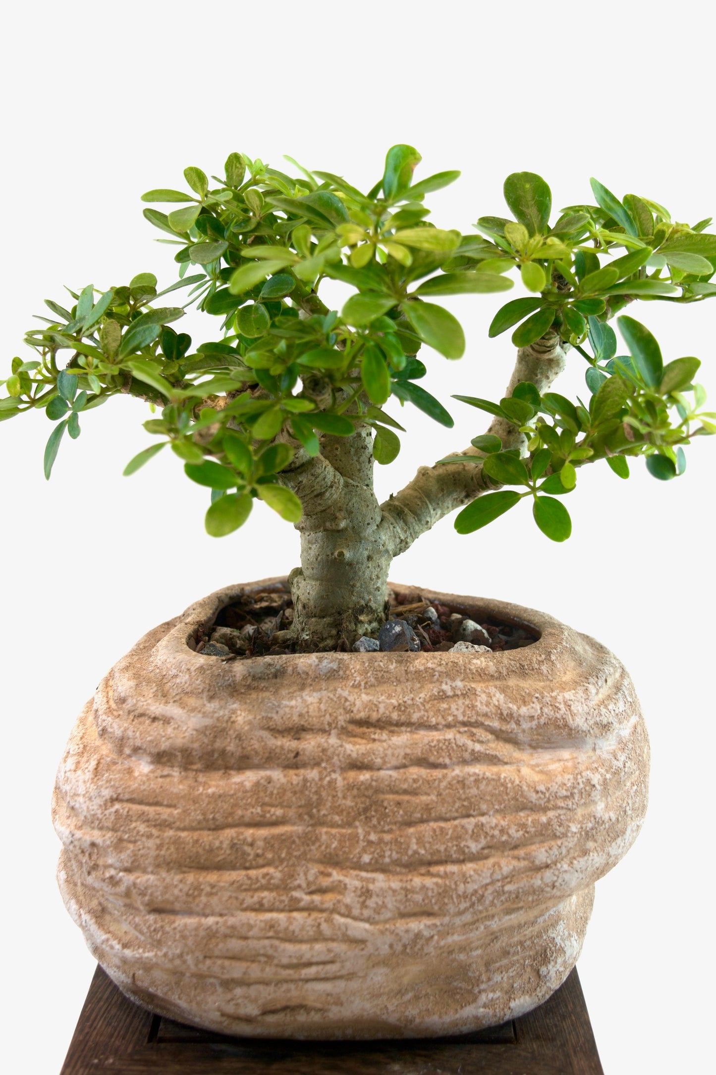 Schefflera Dwarf Bonsai Ceramic 6" Pot - One of a Kind Bonsai