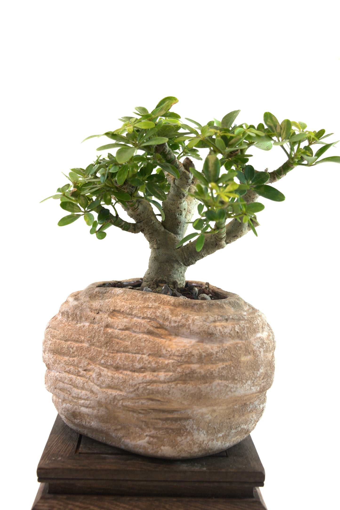 Schefflera Dwarf Bonsai Ceramic 6" Pot - One of a Kind Bonsai