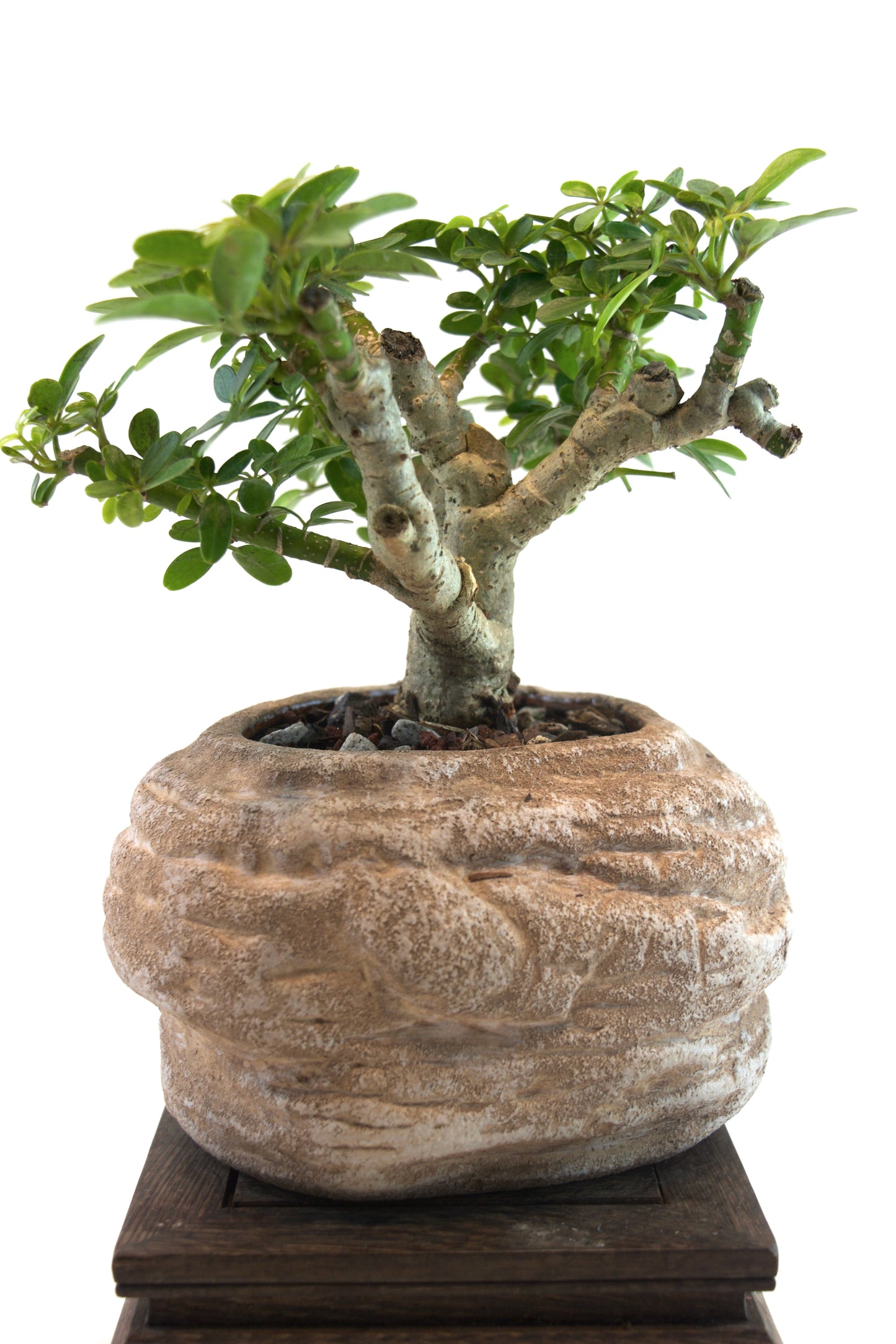 Schefflera Dwarf Bonsai Ceramic 6" Pot - One of a Kind Bonsai