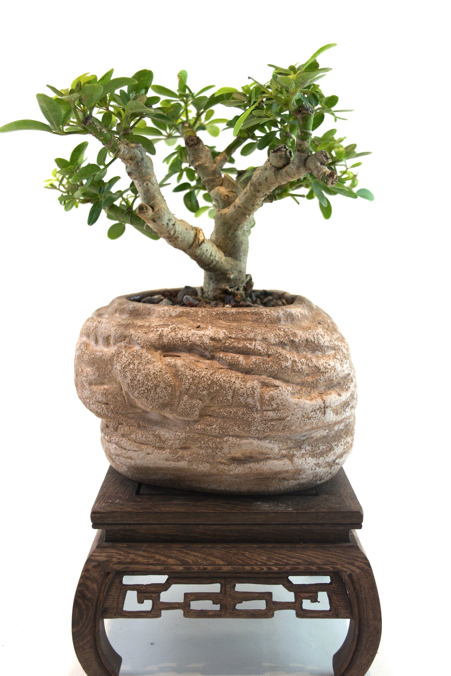 Schefflera Dwarf Bonsai Ceramic 6" Pot - One of a Kind Bonsai