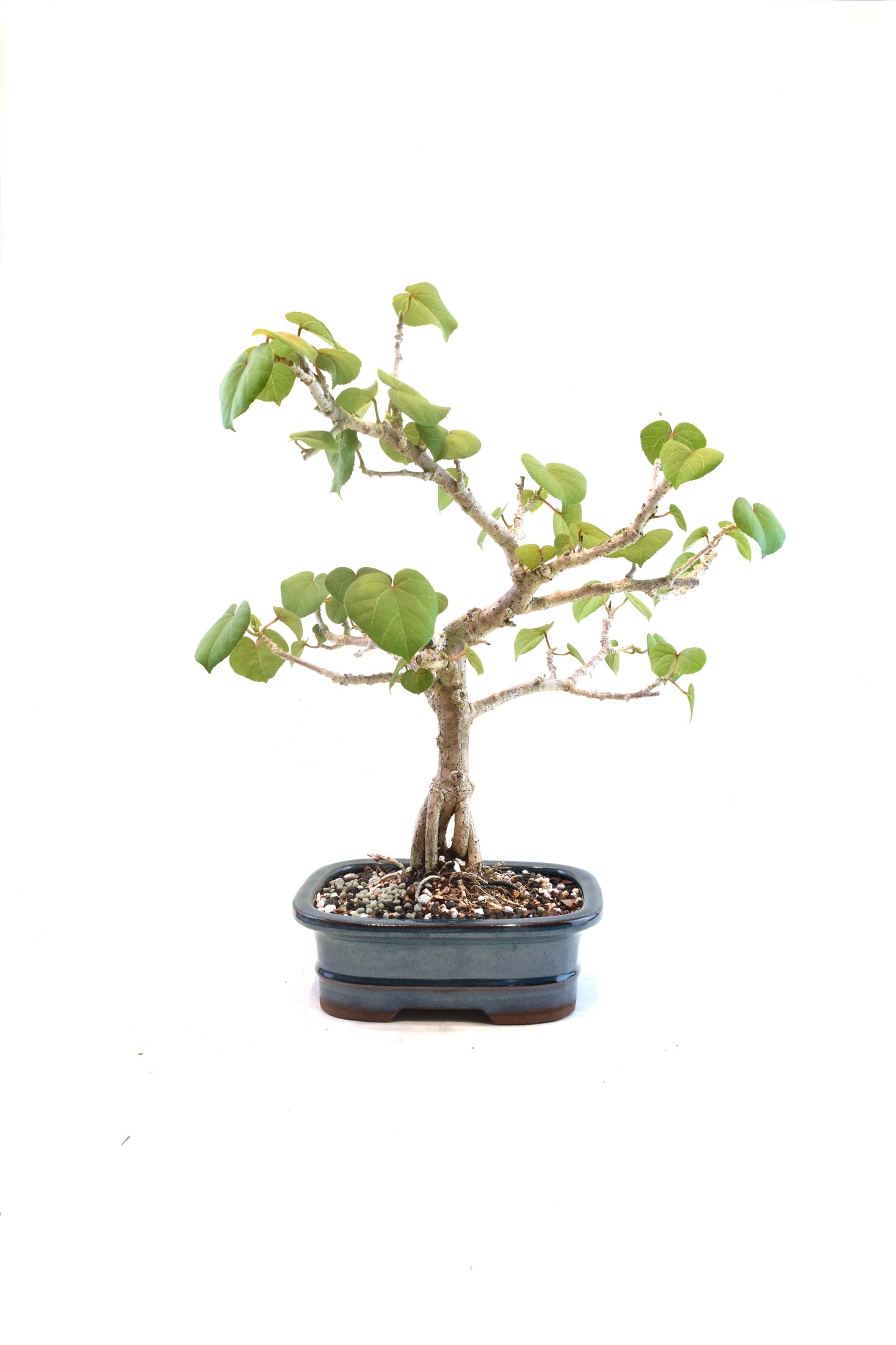 Sea Hibiscus Bonsai Ceramic 7" Pot - One of a Kind Bonsai