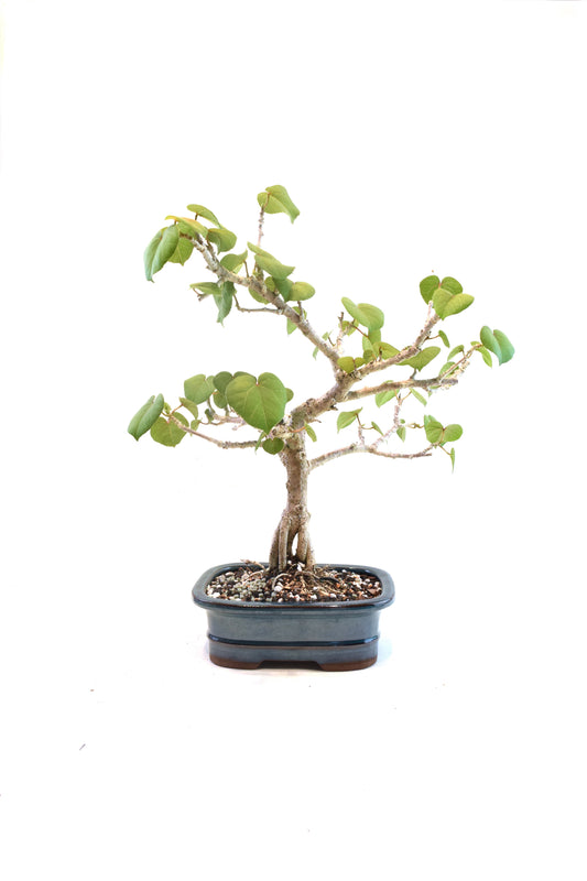 Sea Hibiscus Bonsai Ceramic 7" Pot - One of a Kind Bonsai
