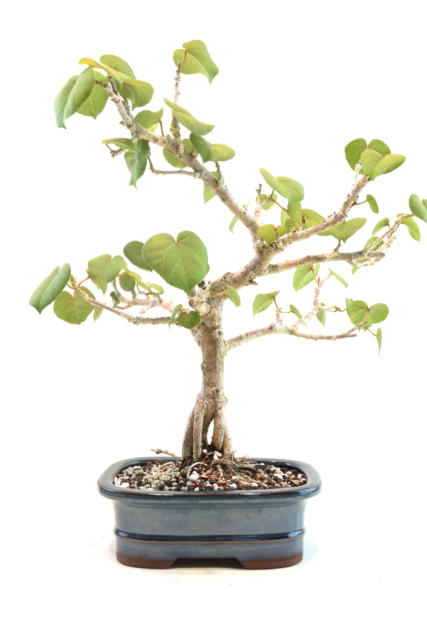 Sea Hibiscus Bonsai Ceramic 7" Pot - One of a Kind Bonsai