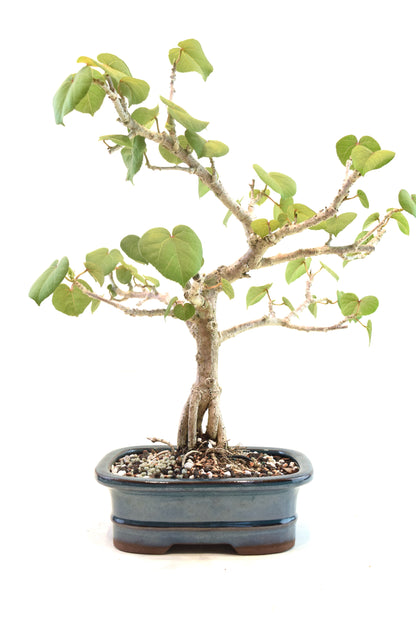 Sea Hibiscus Bonsai Ceramic 7" Pot - One of a Kind Bonsai