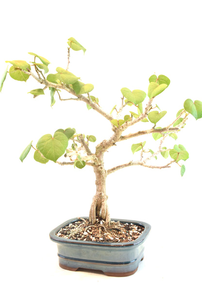 Sea Hibiscus Bonsai Ceramic 7" Pot - One of a Kind Bonsai