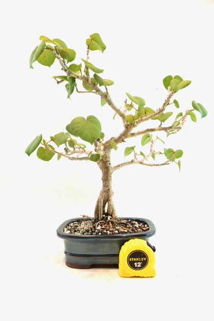 Sea Hibiscus Bonsai Ceramic 7" Pot - One of a Kind Bonsai