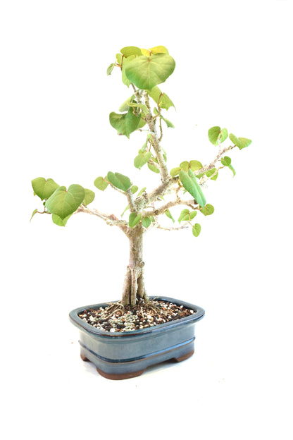 Sea Hibiscus Bonsai Ceramic 7" Pot - One of a Kind Bonsai