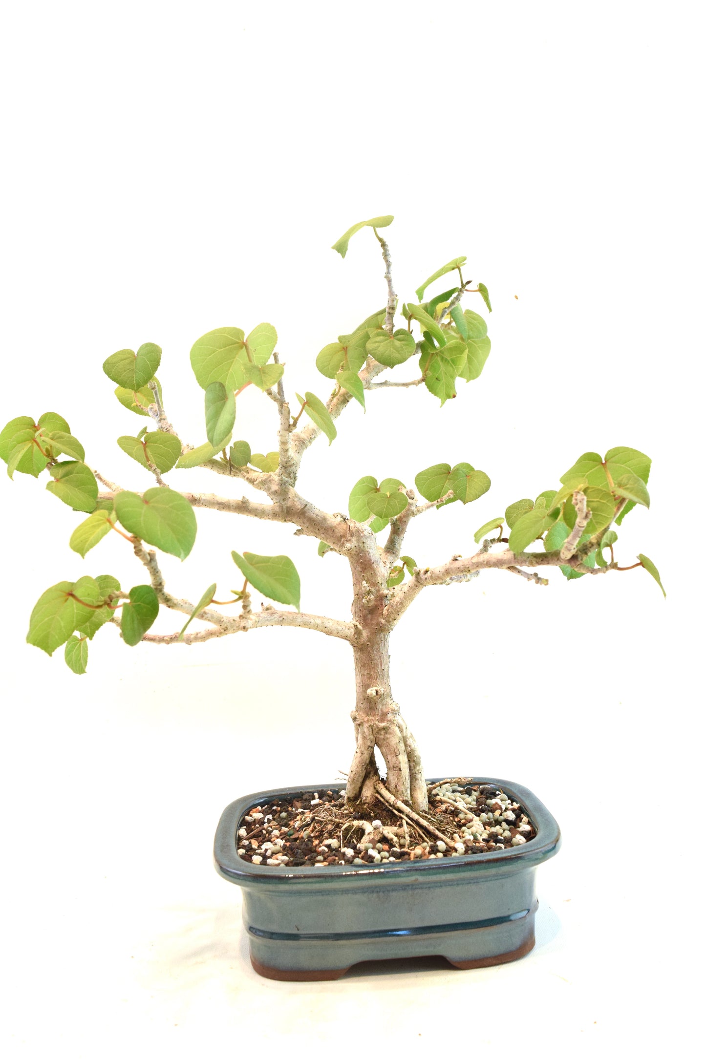 Sea Hibiscus Bonsai Ceramic 7" Pot - One of a Kind Bonsai