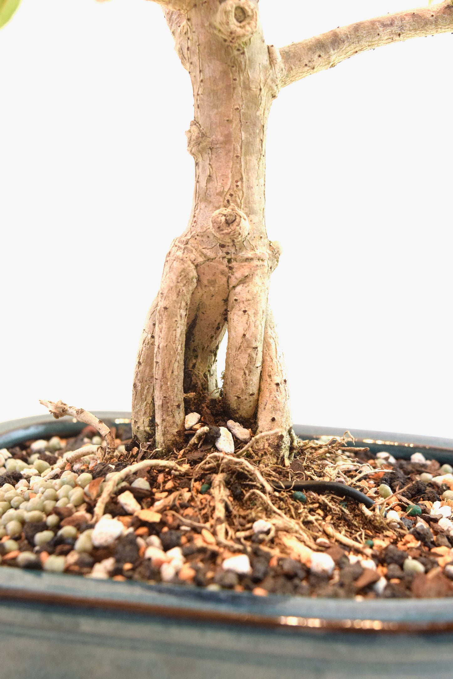Sea Hibiscus Bonsai Ceramic 7" Pot - One of a Kind Bonsai