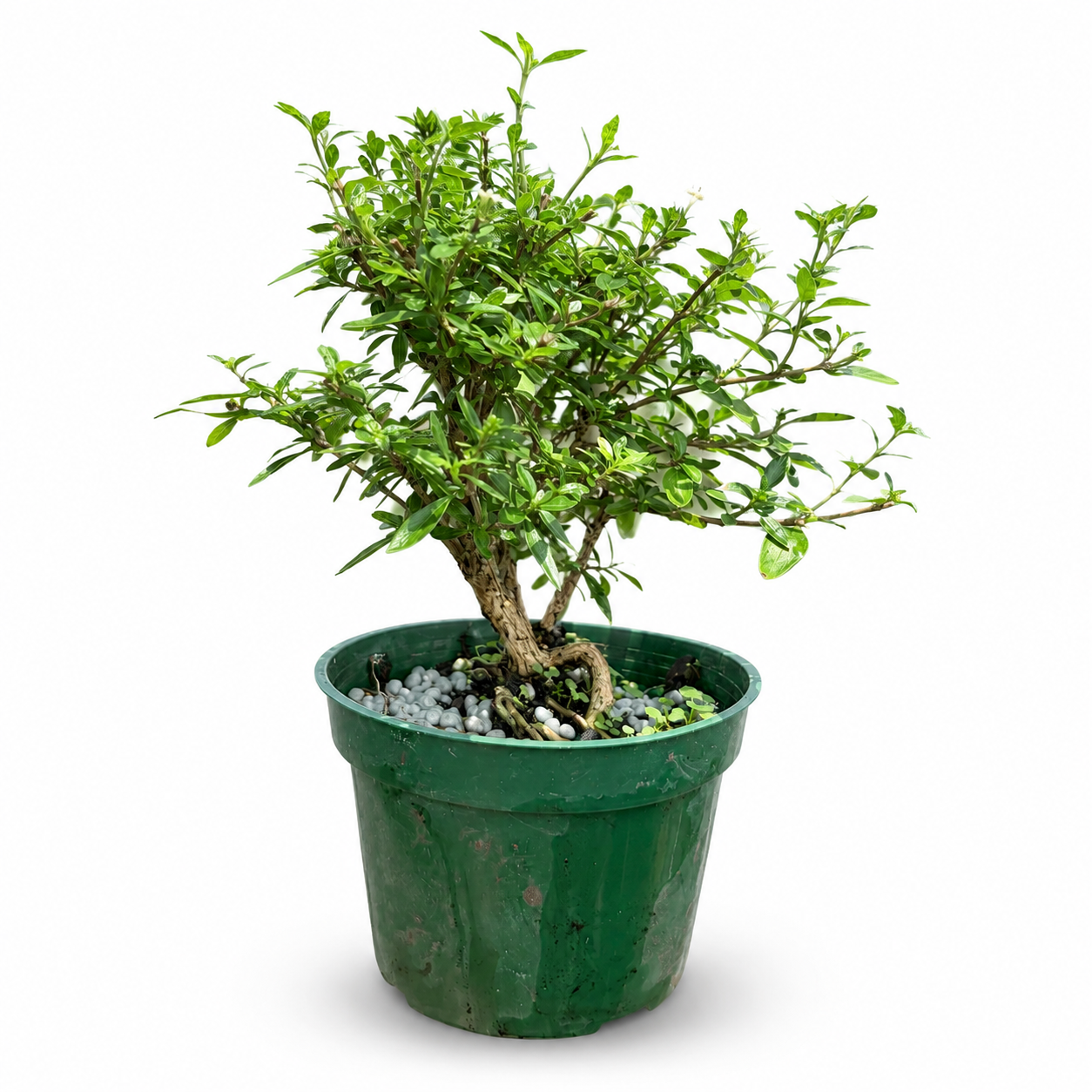 Serissa Live in 4"Pot - Pre-Bonsai