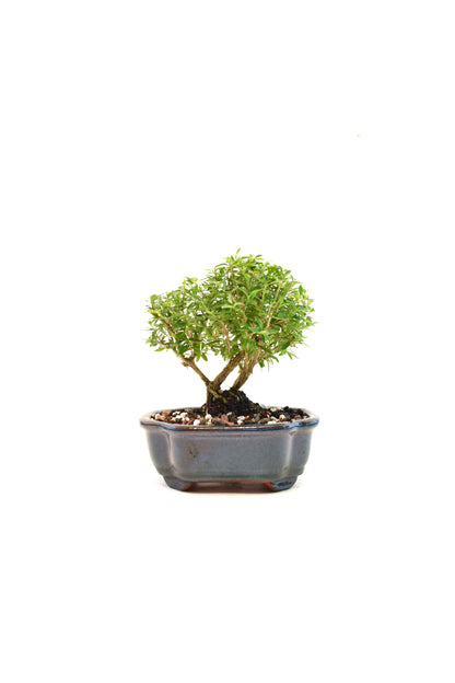 Mount Fuji Serissa Bonsai Ceramic 6" Pot - One of a Kind Bonsai