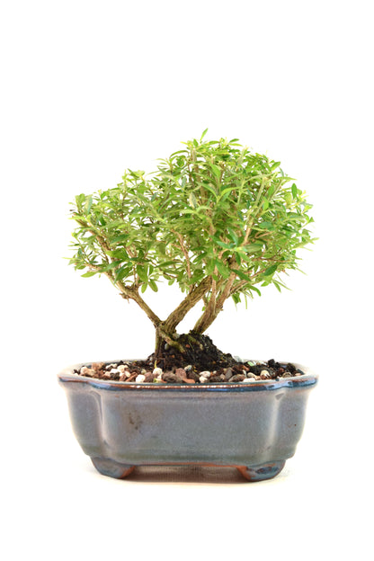 Mount Fuji Serissa Bonsai Ceramic 6" Pot - One of a Kind Bonsai