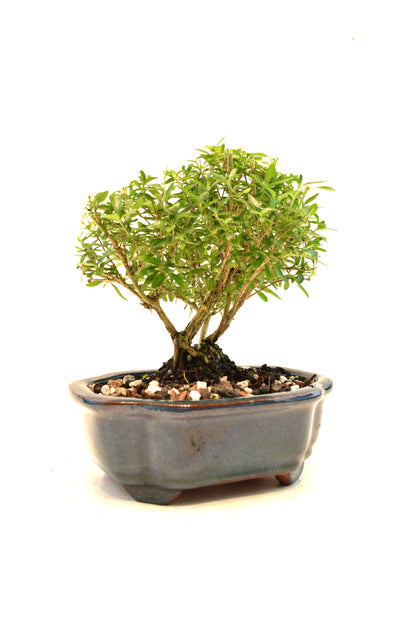 Mount Fuji Serissa Bonsai Ceramic 6" Pot - One of a Kind Bonsai