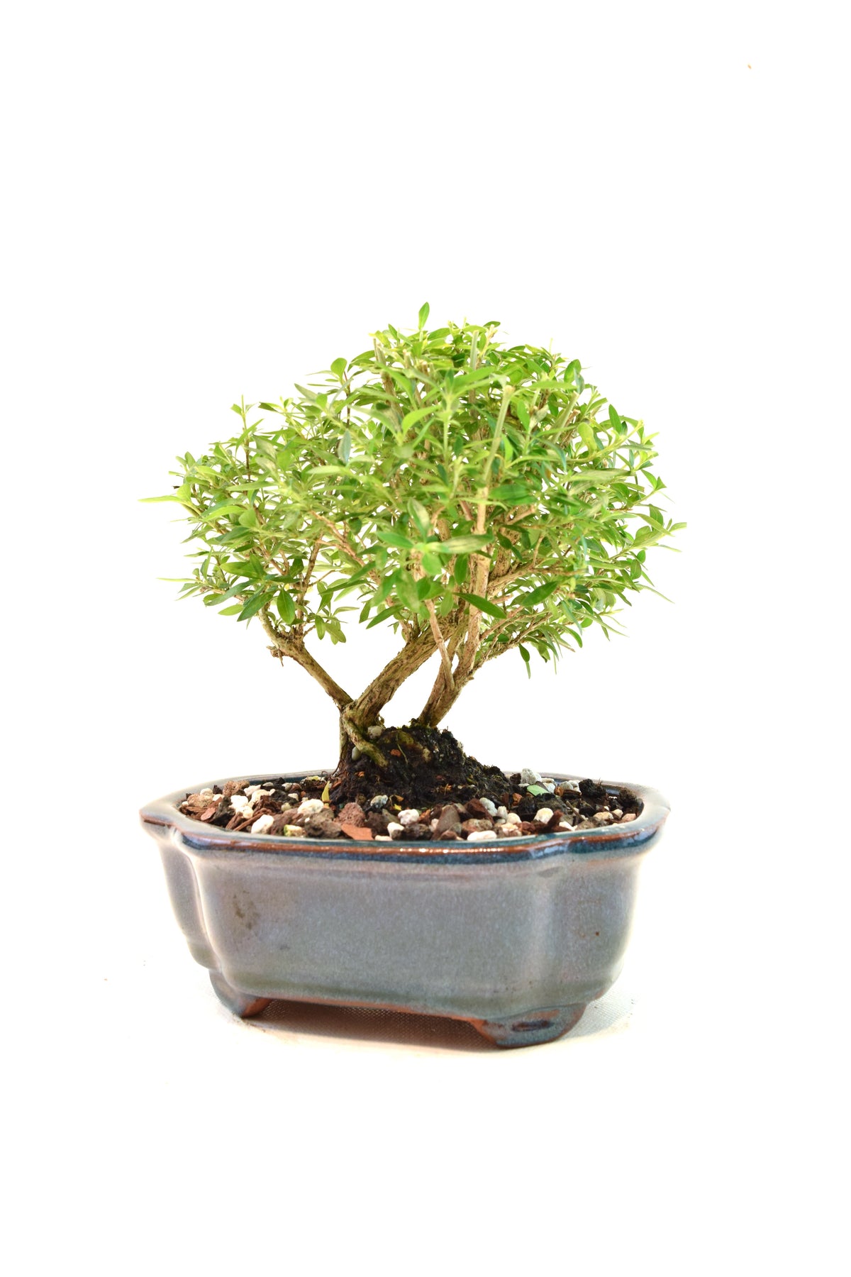 Mount Fuji Serissa Bonsai Ceramic 6" Pot - One of a Kind Bonsai