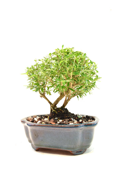 Mount Fuji Serissa Bonsai Ceramic 6" Pot - One of a Kind Bonsai