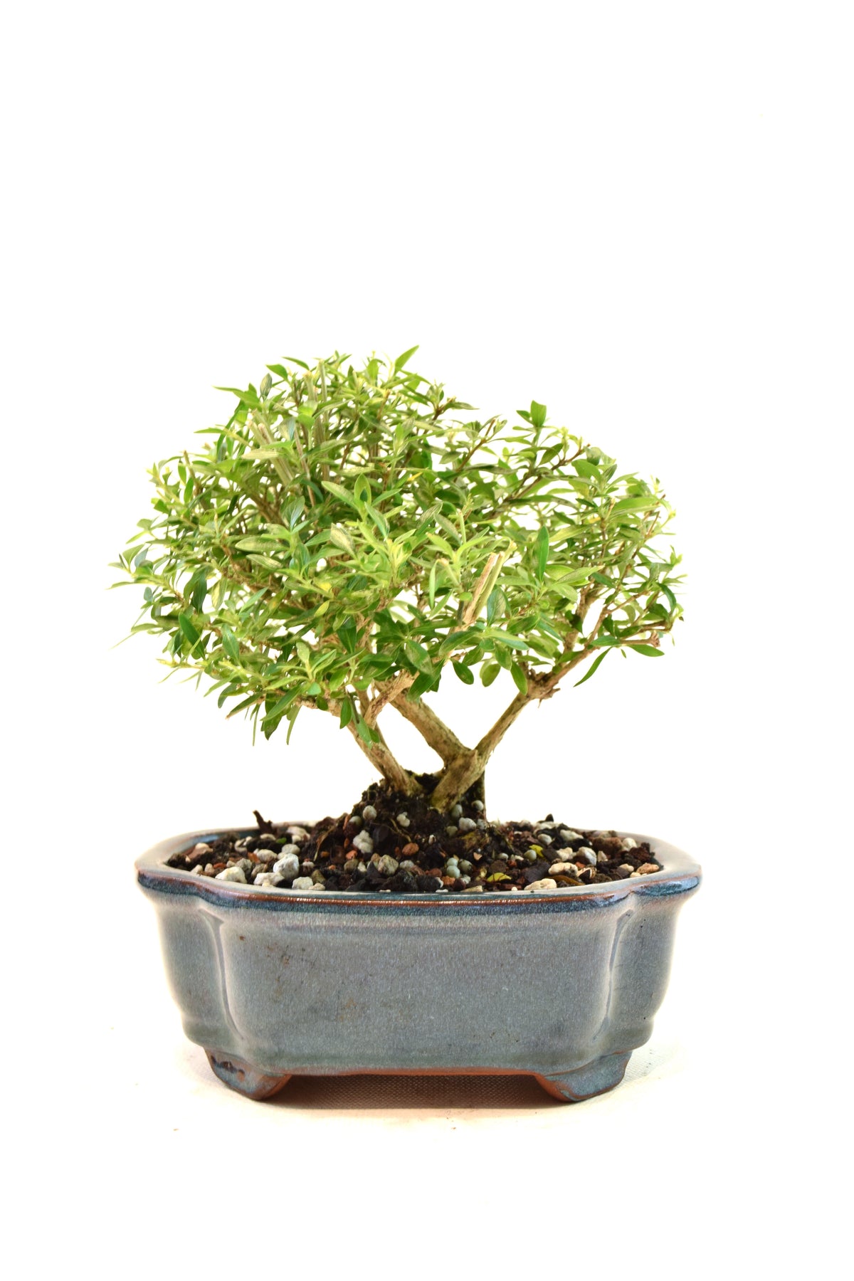 Mount Fuji Serissa Bonsai Ceramic 6" Pot - One of a Kind Bonsai