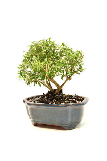 Mount Fuji Serissa Bonsai Ceramic 6" Pot - One of a Kind Bonsai