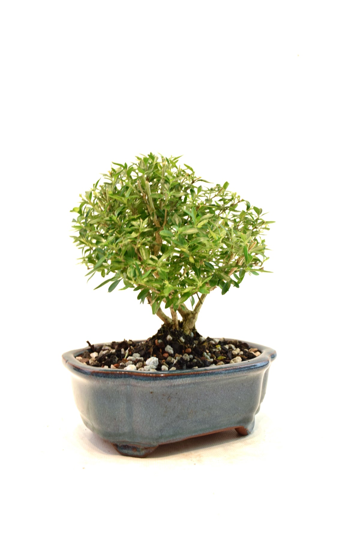 Mount Fuji Serissa Bonsai Ceramic 6" Pot - One of a Kind Bonsai