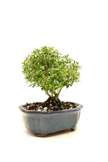 Mount Fuji Serissa Bonsai Ceramic 6" Pot - One of a Kind Bonsai