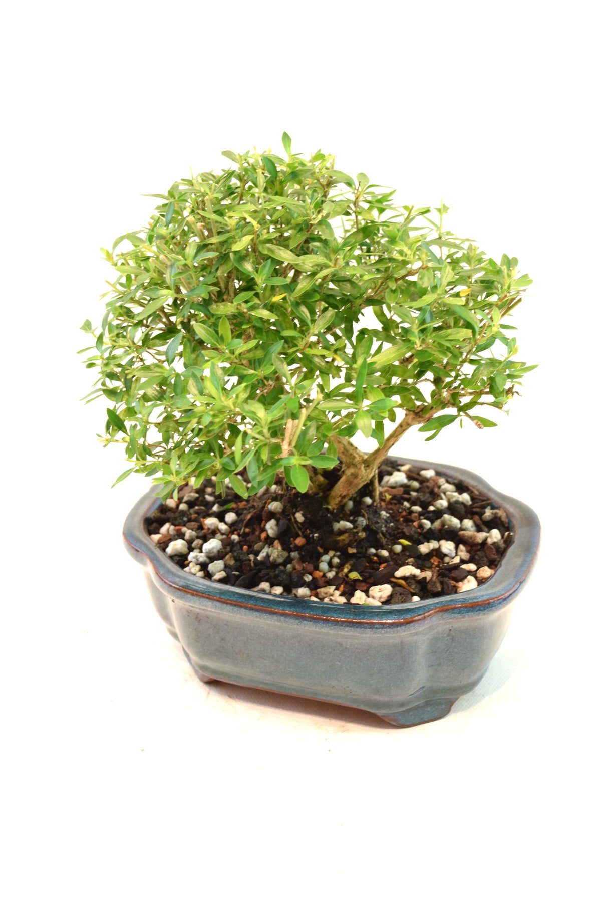 Mount Fuji Serissa Bonsai Ceramic 6" Pot - One of a Kind Bonsai