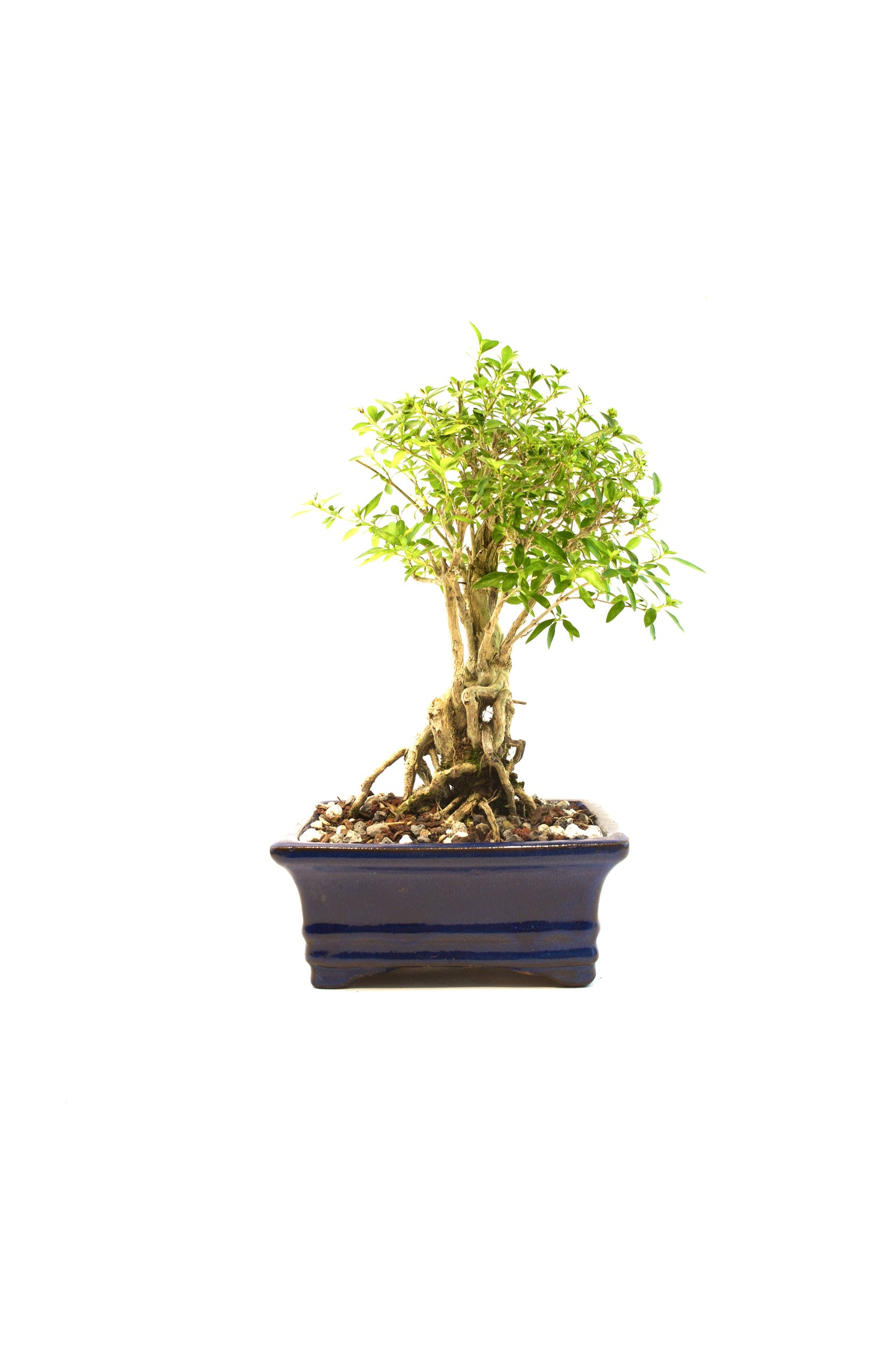 Live Serissa Bonsai Ceramic 6" Pot - One of a Kind Bonsai