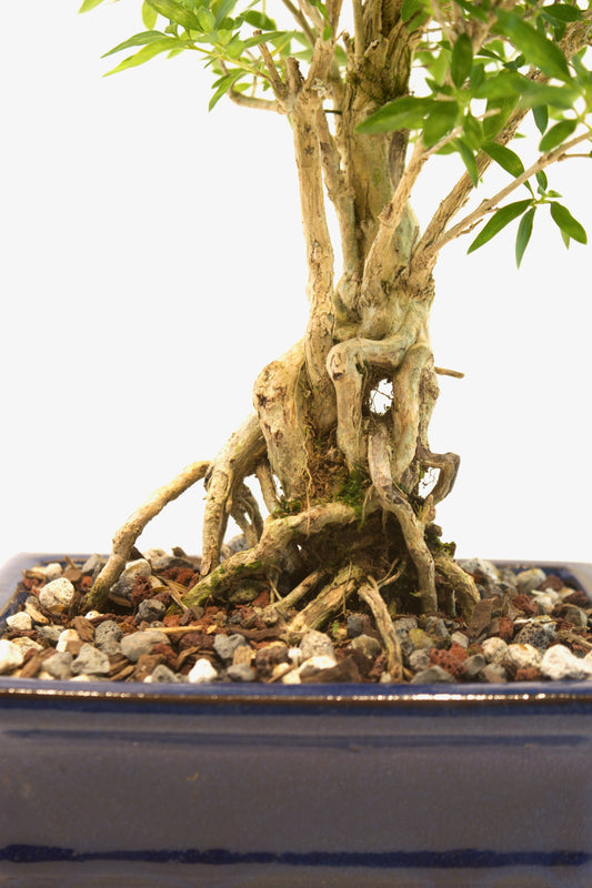 Live Serissa Bonsai Ceramic 6" Pot - One of a Kind Bonsai