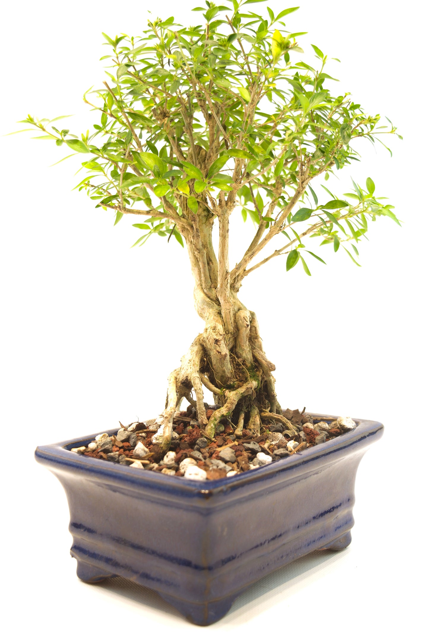 Live Serissa Bonsai Ceramic 6" Pot - One of a Kind Bonsai