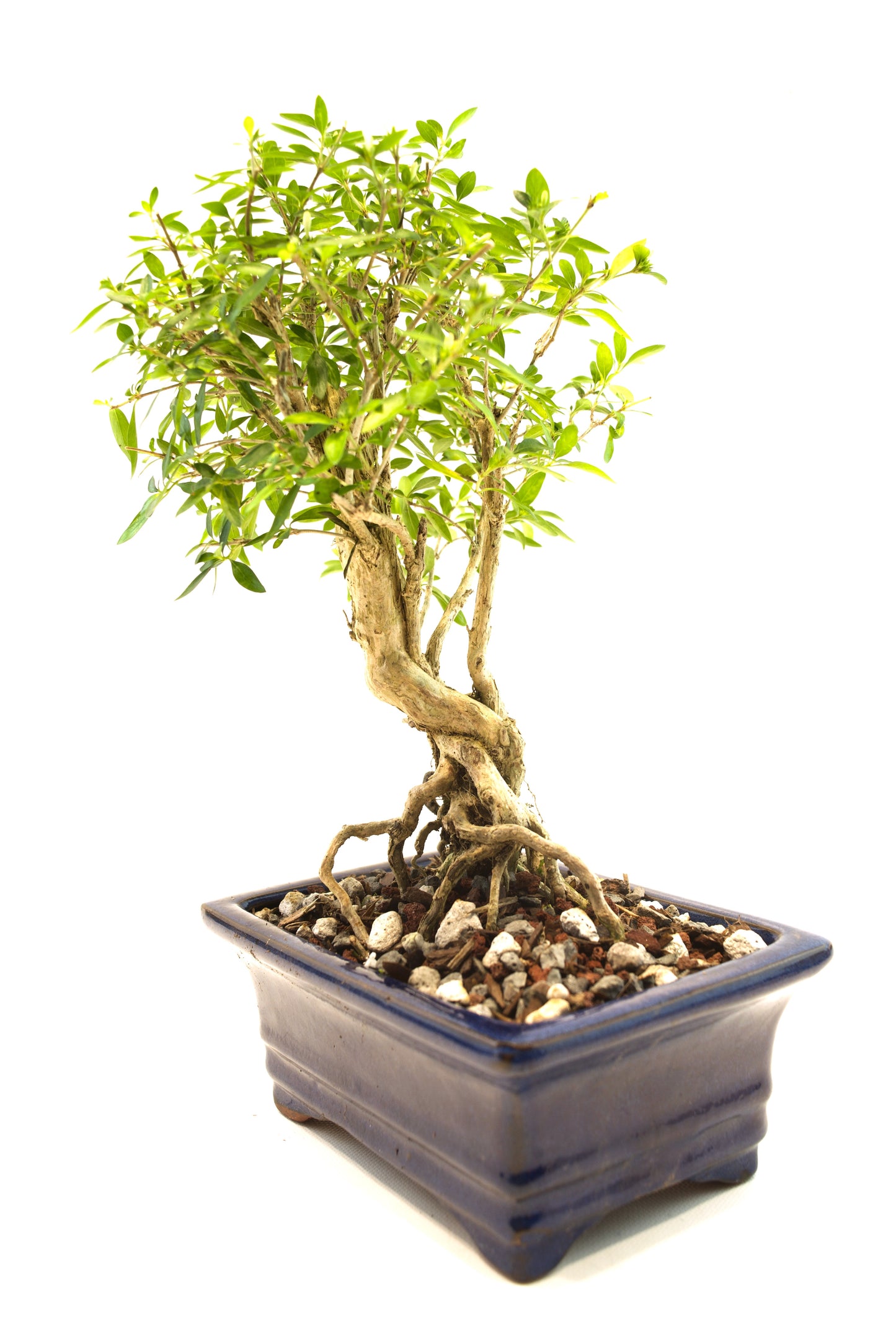 Live Serissa Bonsai Ceramic 6" Pot - One of a Kind Bonsai