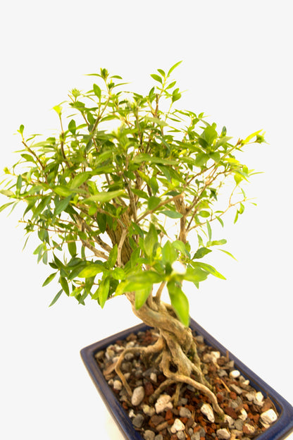 Live Serissa Bonsai Ceramic 6" Pot - One of a Kind Bonsai