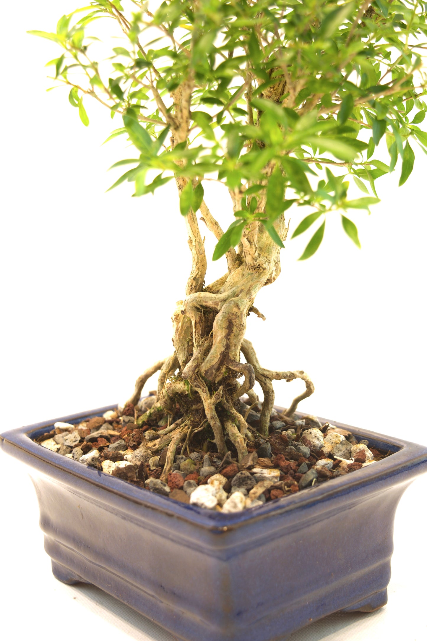 Live Serissa Bonsai Ceramic 6" Pot - One of a Kind Bonsai