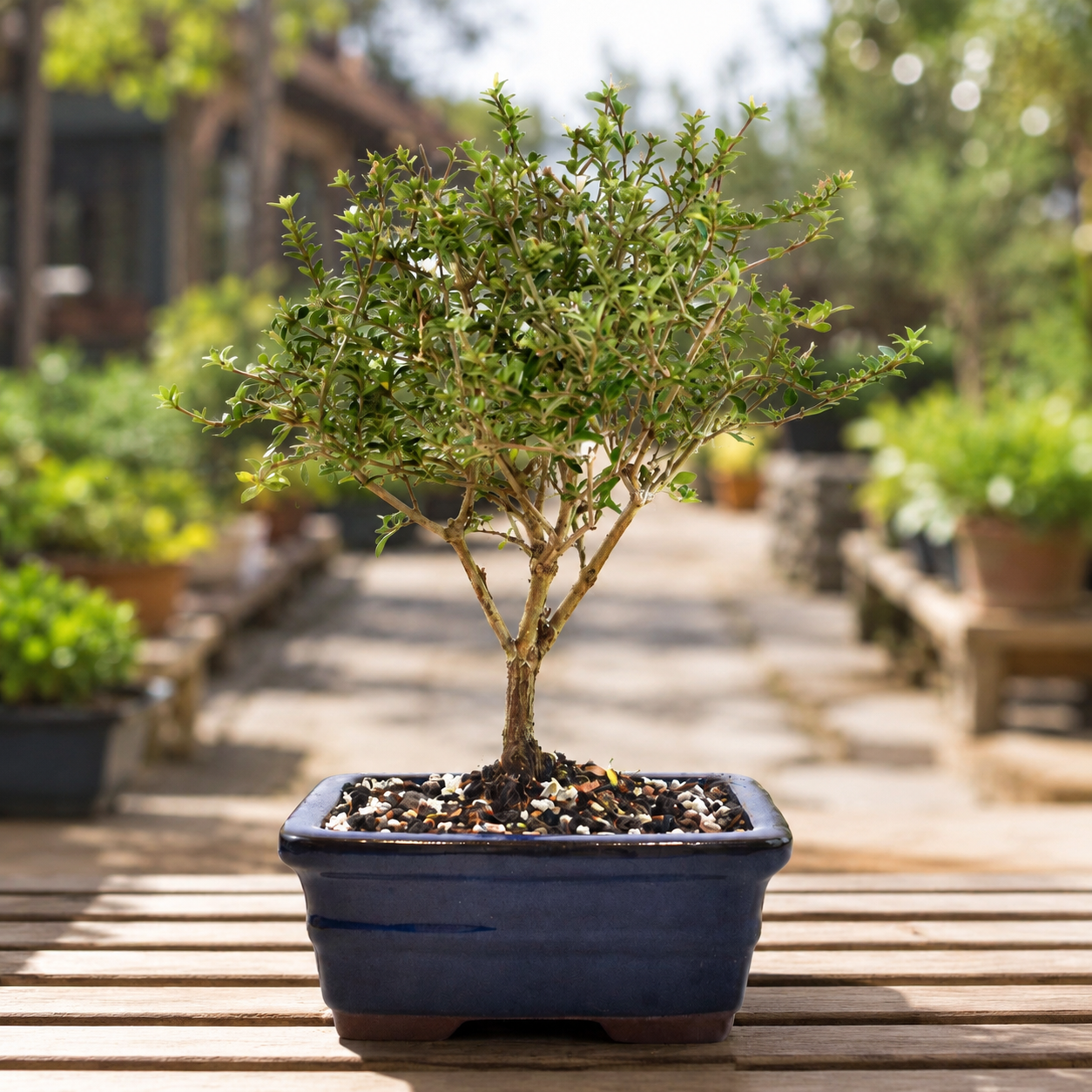 Mount Fuji Serissa Bonsai Ceramic 6" Pot - One of a Kind Bonsai