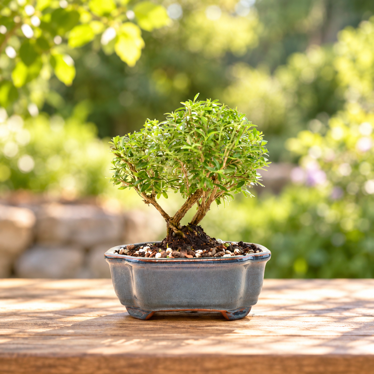 Mount Fuji Serissa Bonsai Ceramic 6" Pot - One of a Kind Bonsai