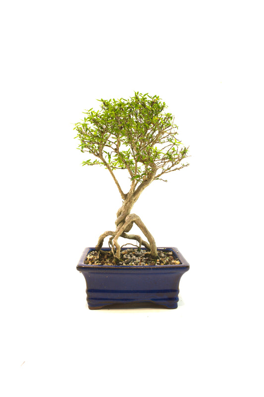 Live Serissa Bonsai Ceramic 6" Pot - One of a Kind Bonsai