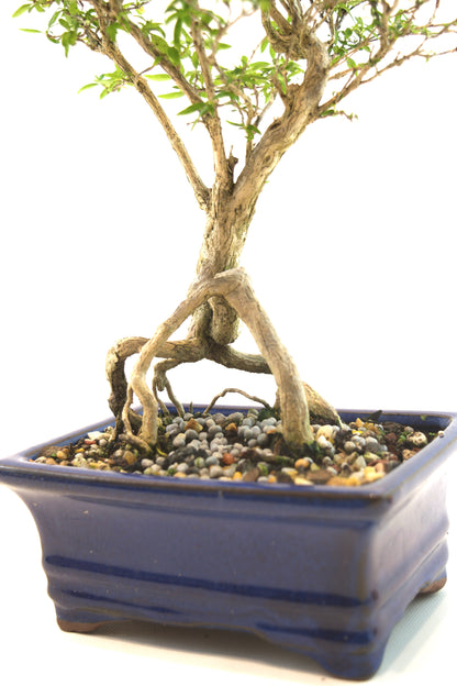 Live Serissa Bonsai Ceramic 6" Pot - One of a Kind Bonsai