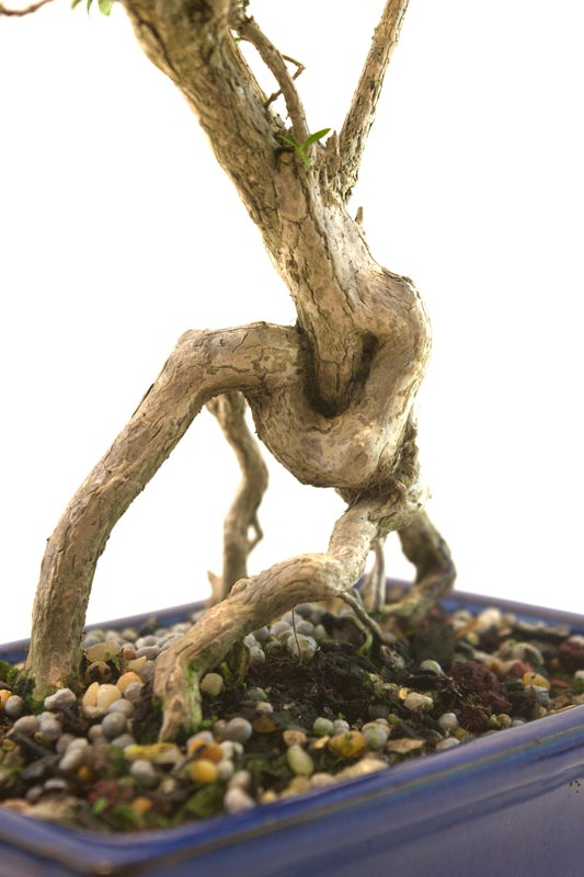 Live Serissa Bonsai Ceramic 6" Pot - One of a Kind Bonsai