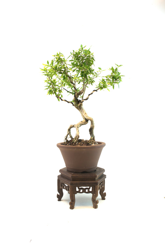 Live Serissa Bonsai Ceramic 5" Pot - One of a Kind Bonsai