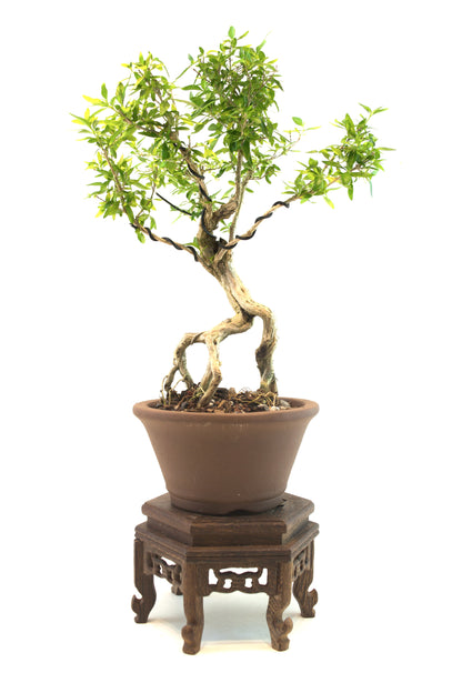 Live Serissa Bonsai Ceramic 5" Pot - One of a Kind Bonsai