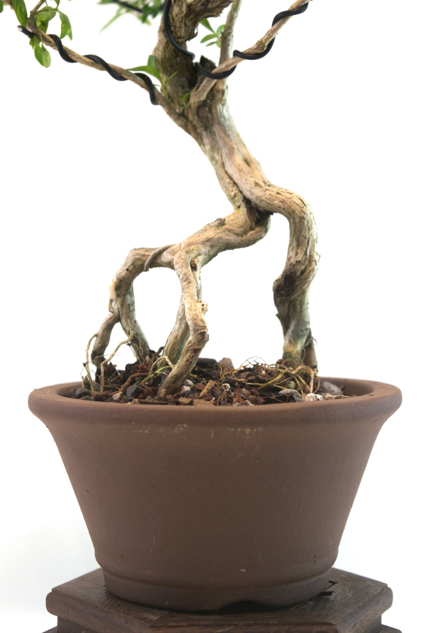 Live Serissa Bonsai Ceramic 5" Pot - One of a Kind Bonsai
